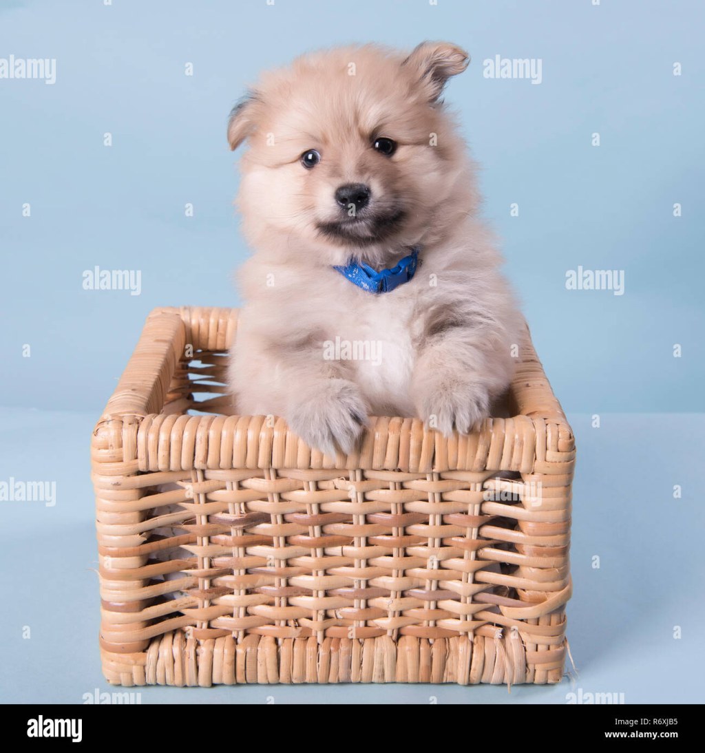 Picture of: Pomeranian Puppy  weeks old cute photography Stock Photo – Alamy