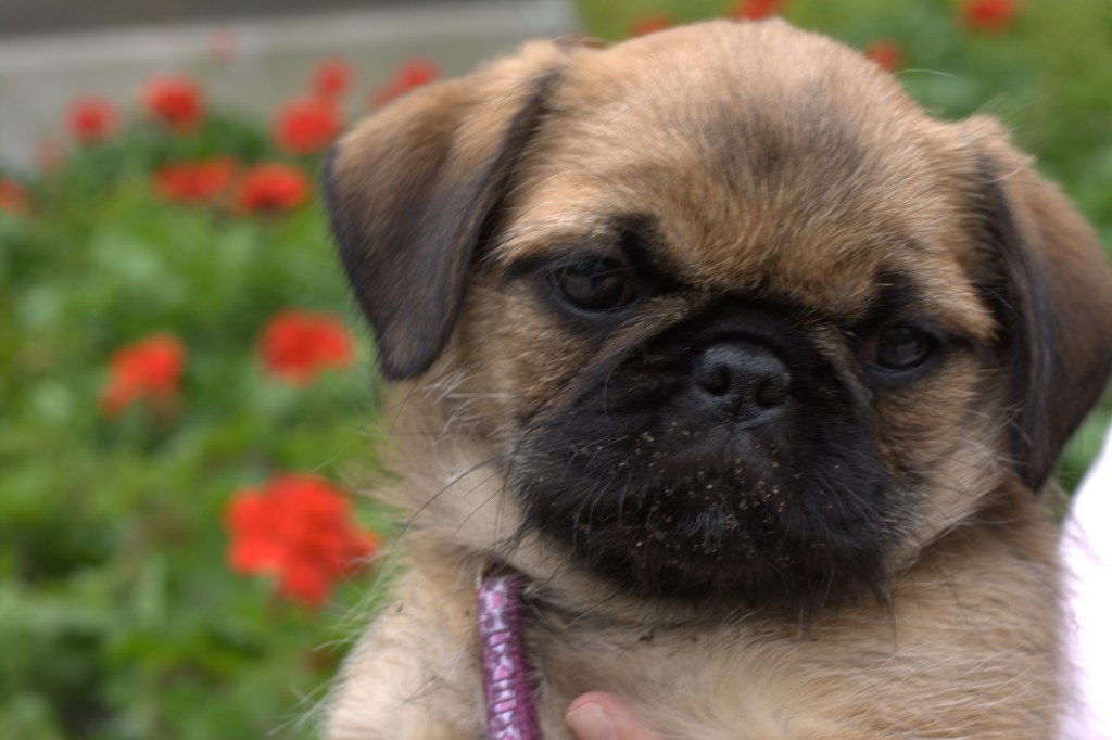 Picture of: Pug Shih Tzu Mix – Common Information And Pictures