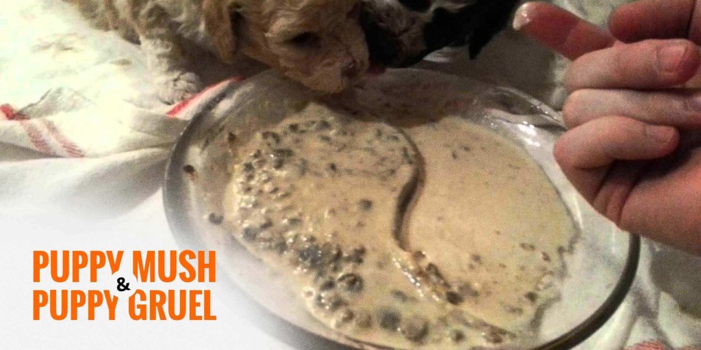 Picture of: Puppy Mush & Puppy Gruel — Recipes, Do’s and Don’ts