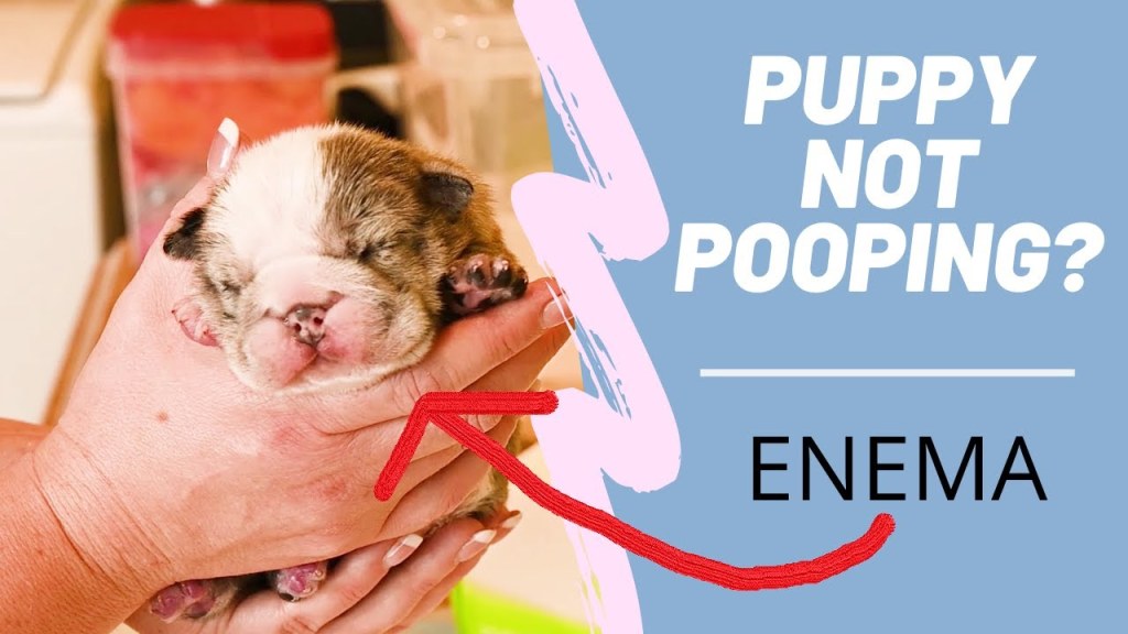 Picture of: Puppy Not Pooping ? Puppy Enema tutorial