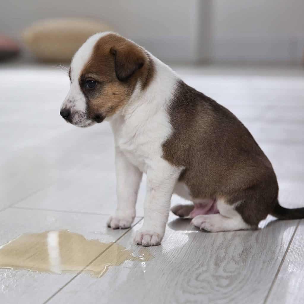 Picture of: Puppy potty training regression: Clean mess, be calm, consistent