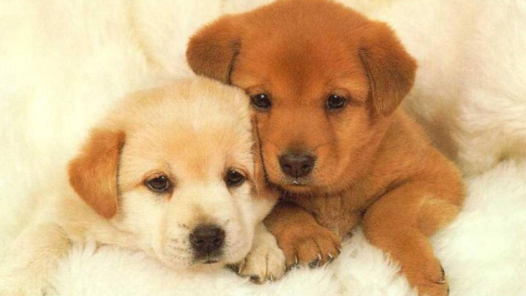 Picture of: +] Puppy Wallpapers  Wallpapers
