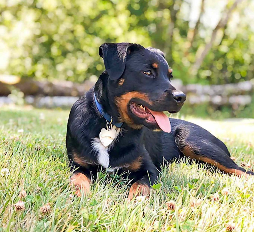 Picture of: Radiant Rottweiler Mixes Who Make Smart and Steady Companions