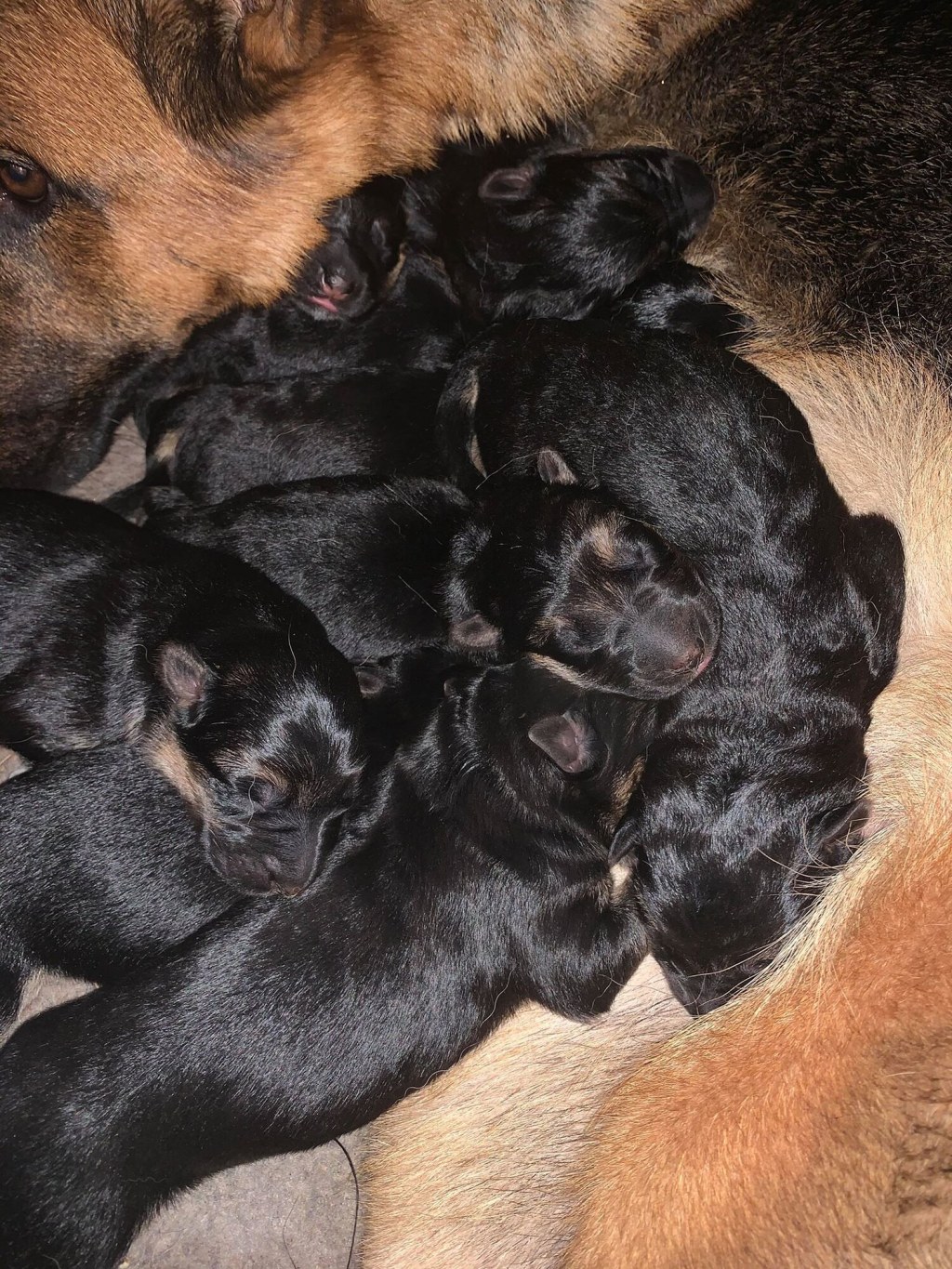 Picture of: Red and Black Puppies Born — — Stronghold German Shepherds