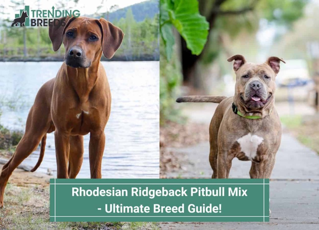 Picture of: Rhodesian Ridgeback Pitbull Mix – Ultimate Breed Guide! ()