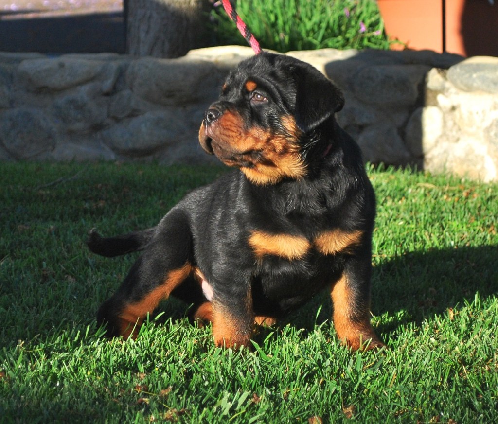 Picture of: Rottweiler Puppies for Sale – Von Ruelmann Rottweilers Inc
