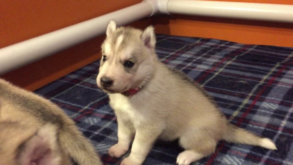 Picture of: Roxxie’s  week old Husky puppies