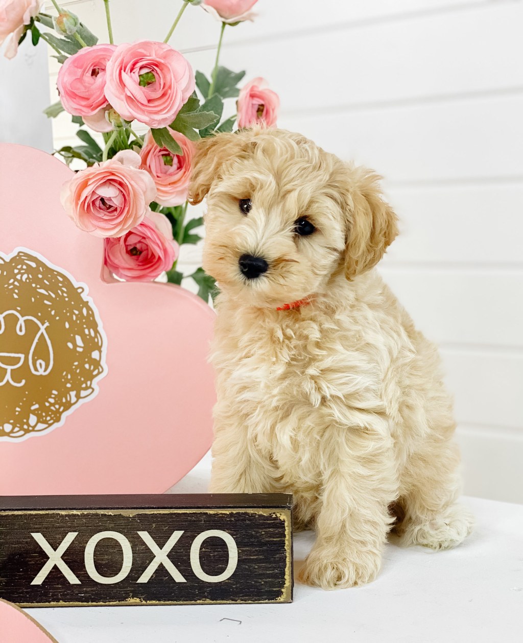 Picture of: Schnoodles – Teddy Bear Golden Doodles