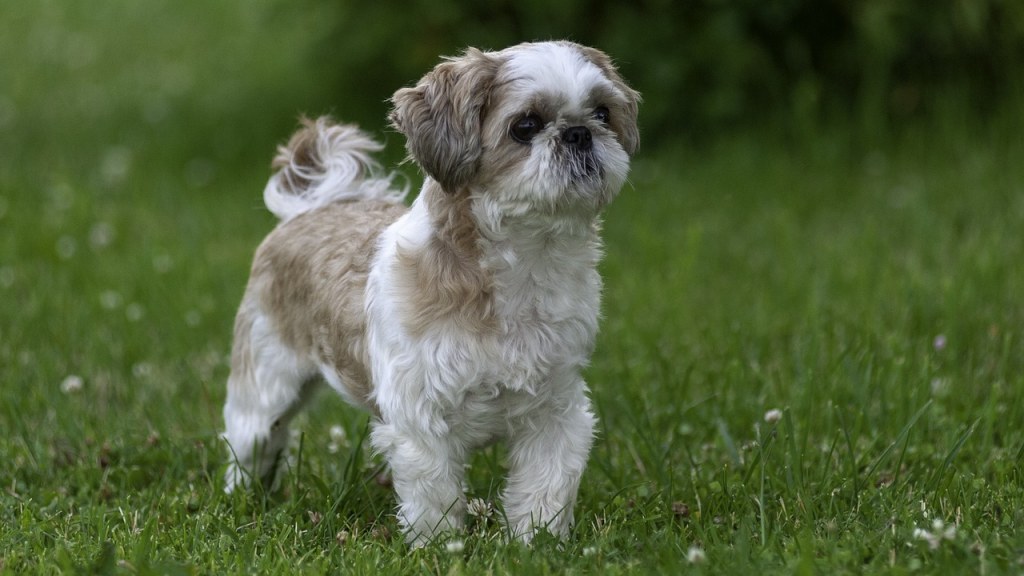 Picture of: Secrets to Quickly Potty Training a Shih Tzu