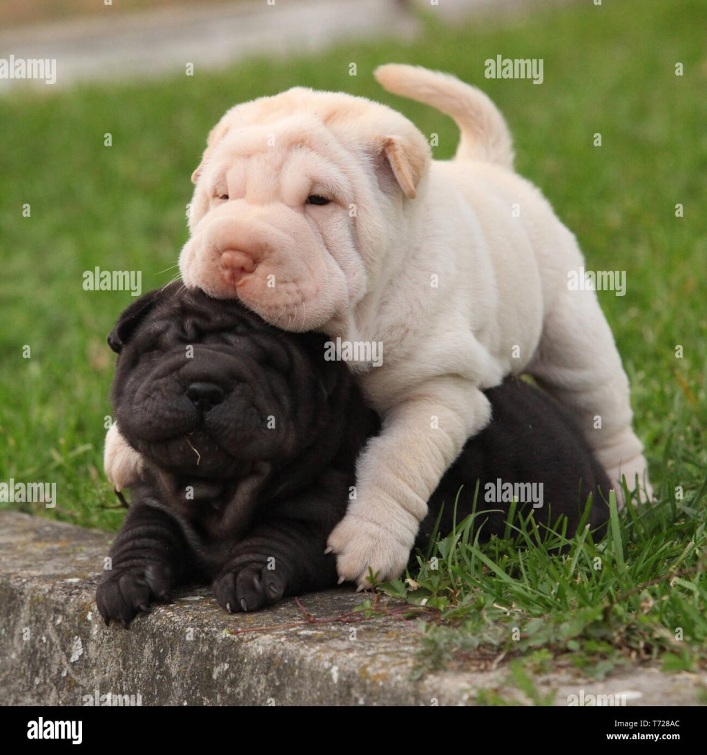 Picture of: Sharpei puppies hi-res stock photography and images – Alamy