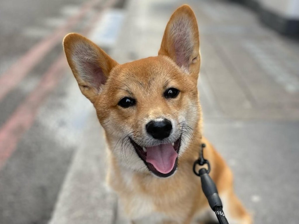Picture of: Shiba Inu Corgi Mix: The Ultimate Guide () – MyKLife