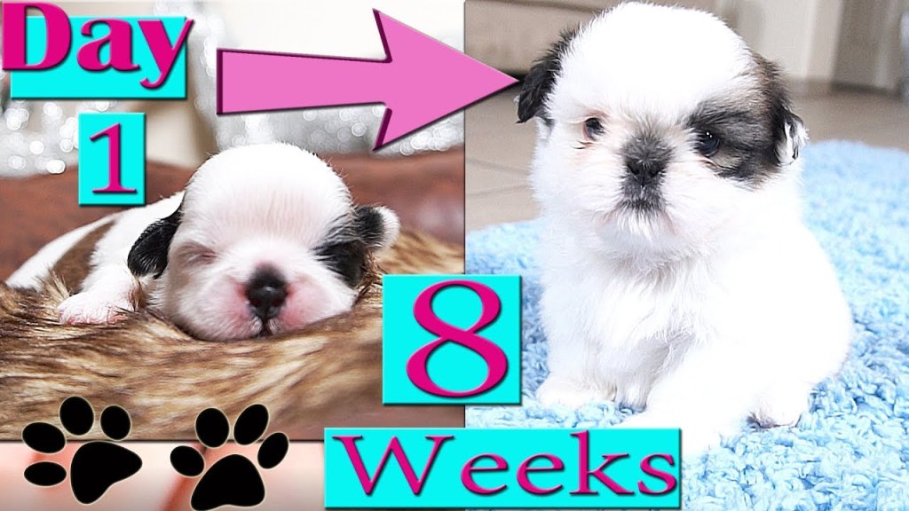Picture of: Shih Tzu Growing Up  Day  to Week   Puppy Transformation  TOO CUTE