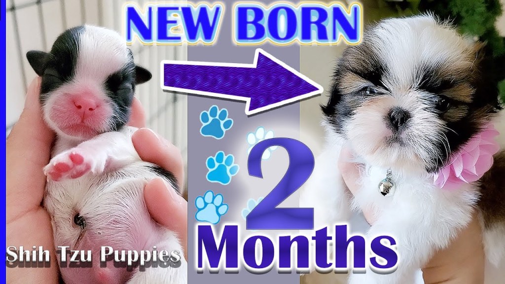 Picture of: Shih Tzu Growing Up  New Born to  Months  Puppy Transformation