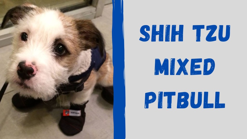 Picture of: Shih Tzu mixed with Pitbull: The Ultimate Guide  Graypets