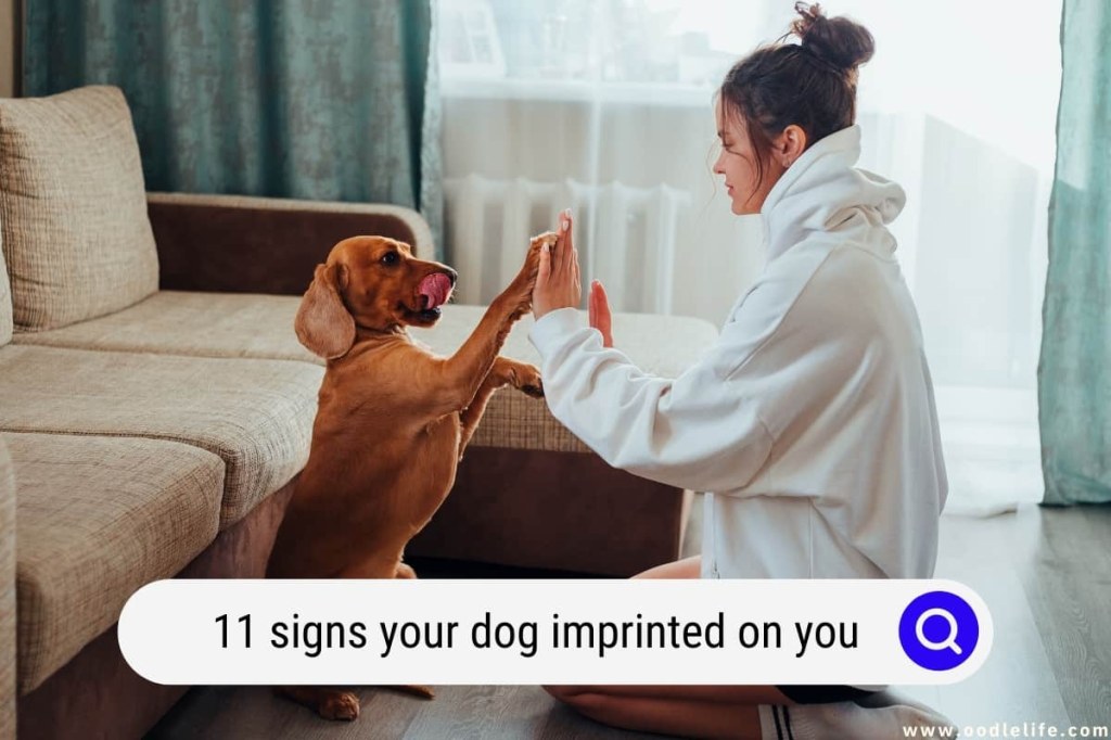 Picture of: Signs Your Dog Imprinted On You (What To Look For?) – Oodle Life