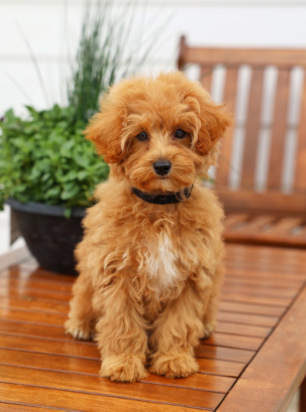 Picture of: Small Teddy Bear Schnoodle – Teddy Bear Golden Doodles