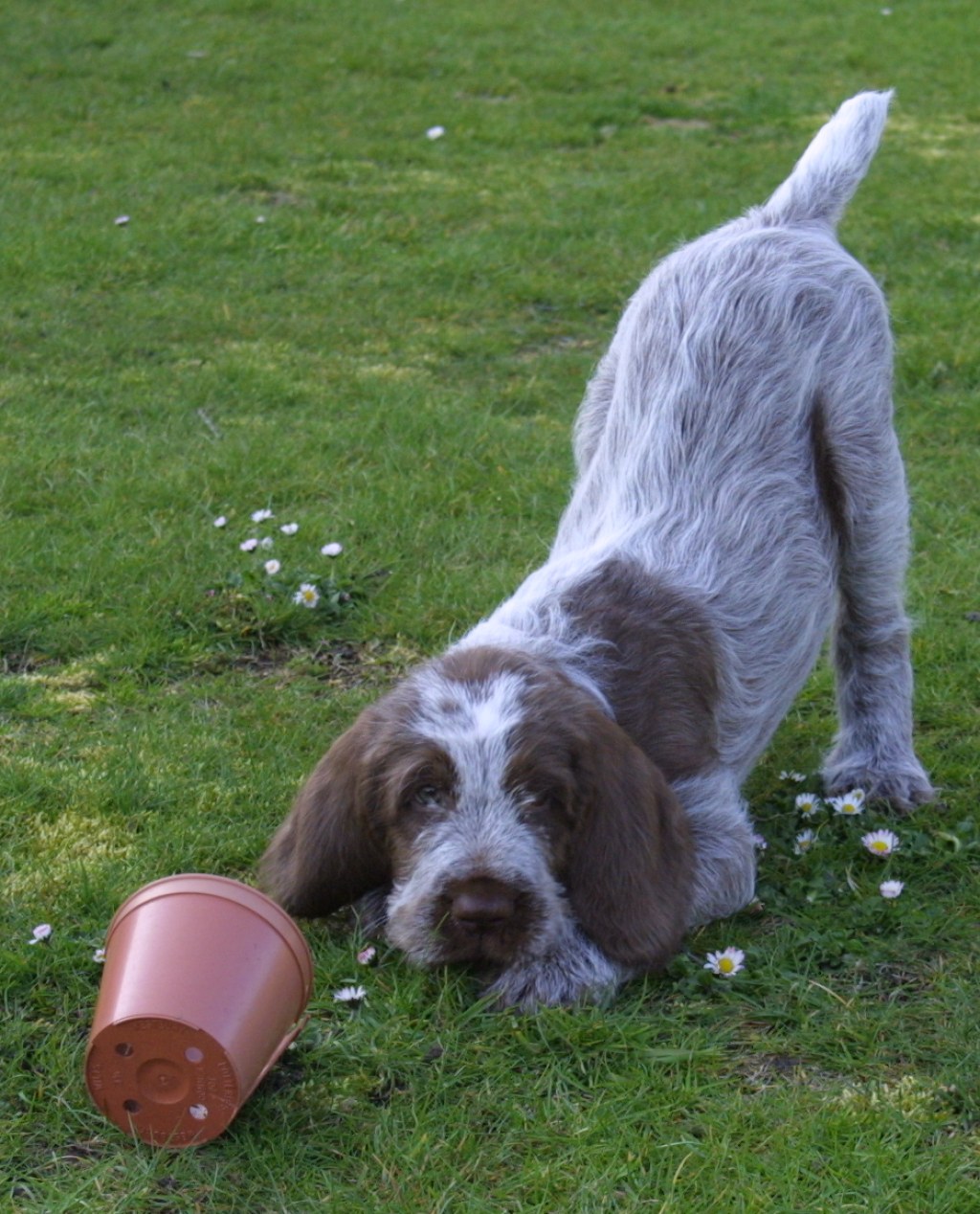 Picture of: Spinone Puppies Home  Spinone Puppies