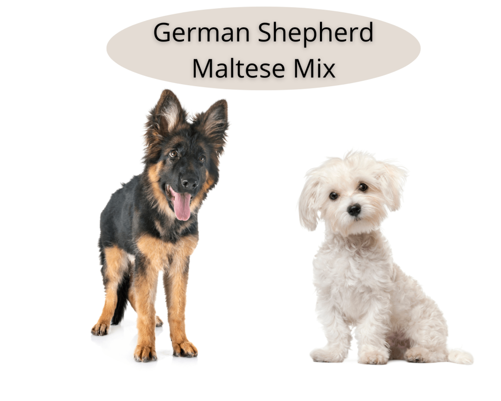 Picture of: The Maltese German Shepherd Mix (Explained) – German Shepherd Dog HQ