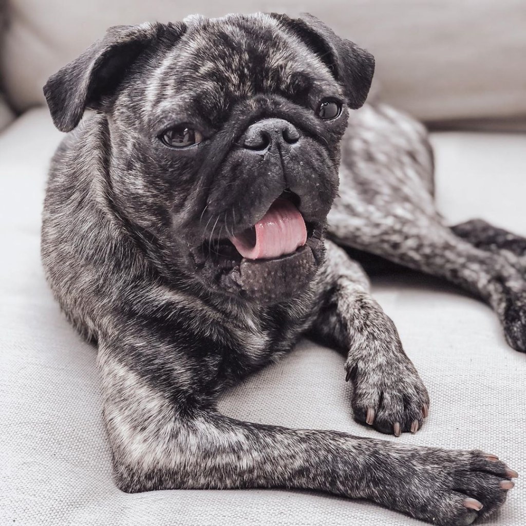 Picture of: Things You Should Know About Brindle Pugs – Ned Hardy