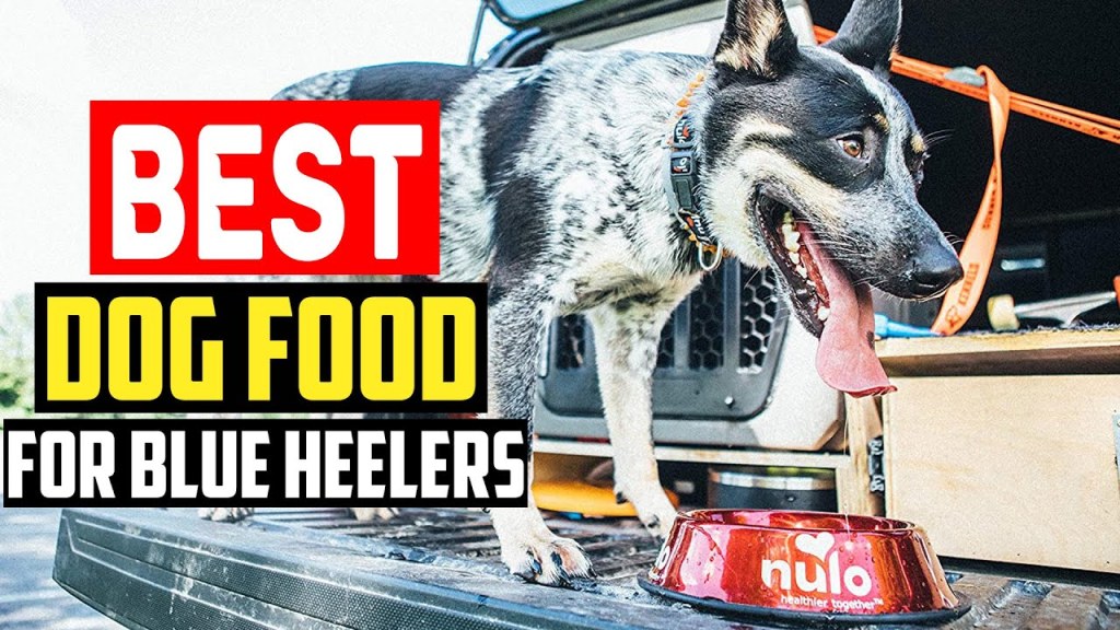 Picture of: ✅ Top  Best Dog Food for Blue Heelers in