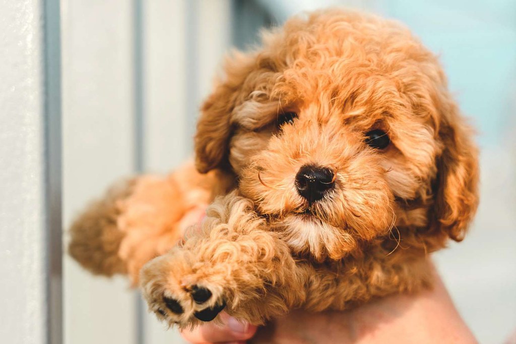 Picture of: Toy Poodle Dog Breed Information & Characteristics