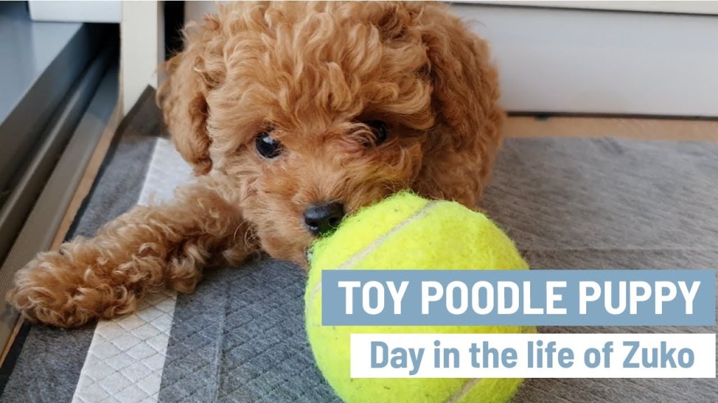 Picture of: TOY POODLE PUPPY  Cute Toy Poodles  Mini Poodle Puppy  Day in the life  of Zuko