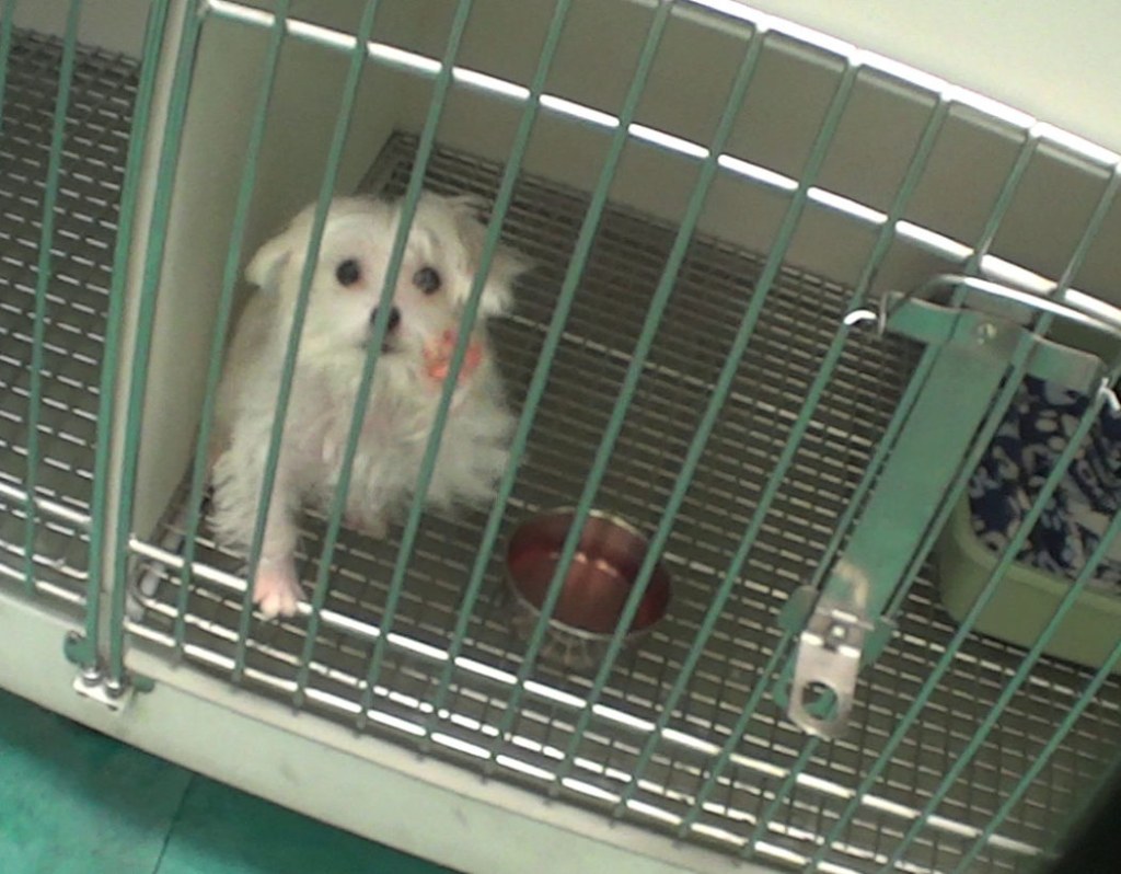 Picture of: Undercover investigation exposes Petland’s treatment of sick
