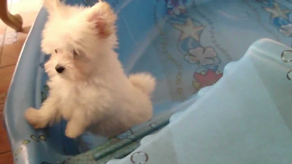 Picture of: Very cute tiny teacup maltipoo pomeranian puppy sliding in the pool part