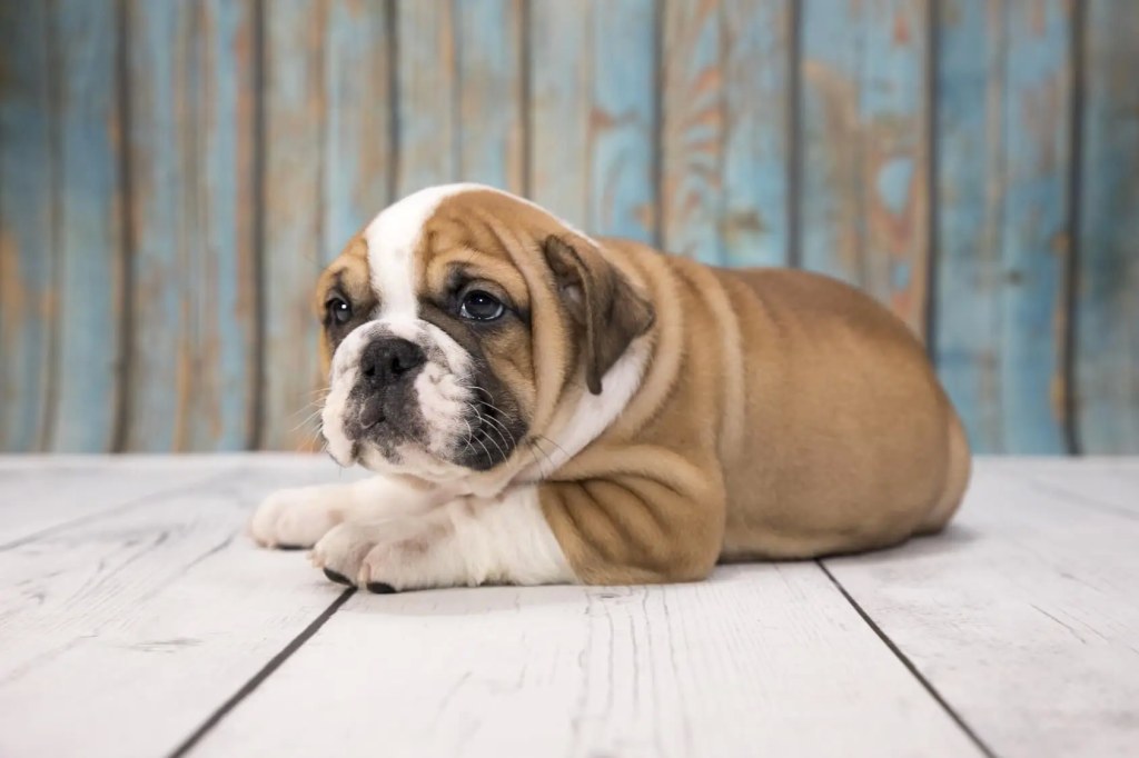 Picture of: Victorian Bulldog: Is This The Best Bulldog?  Perfect Dog Breeds