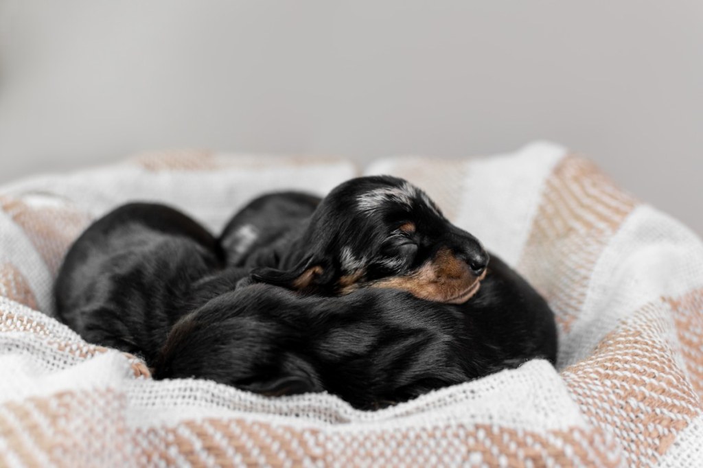 Picture of: Video of Newborn Dachshund Puppies Makes Us Believe in Love at