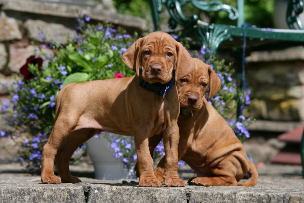 Picture of: Vizslas: Superior at first, but docile, gentle at heart and prone