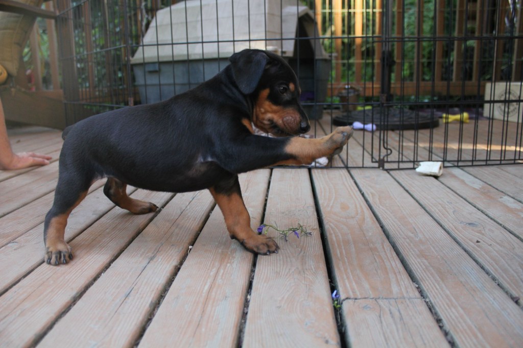 Picture of: week old Doberman puppy playing with a flower • /r/aww