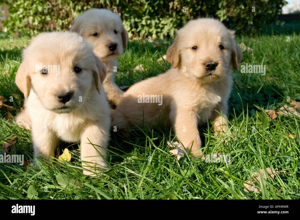 Picture of: week old golden retriever puppy -Fotos und -Bildmaterial in
