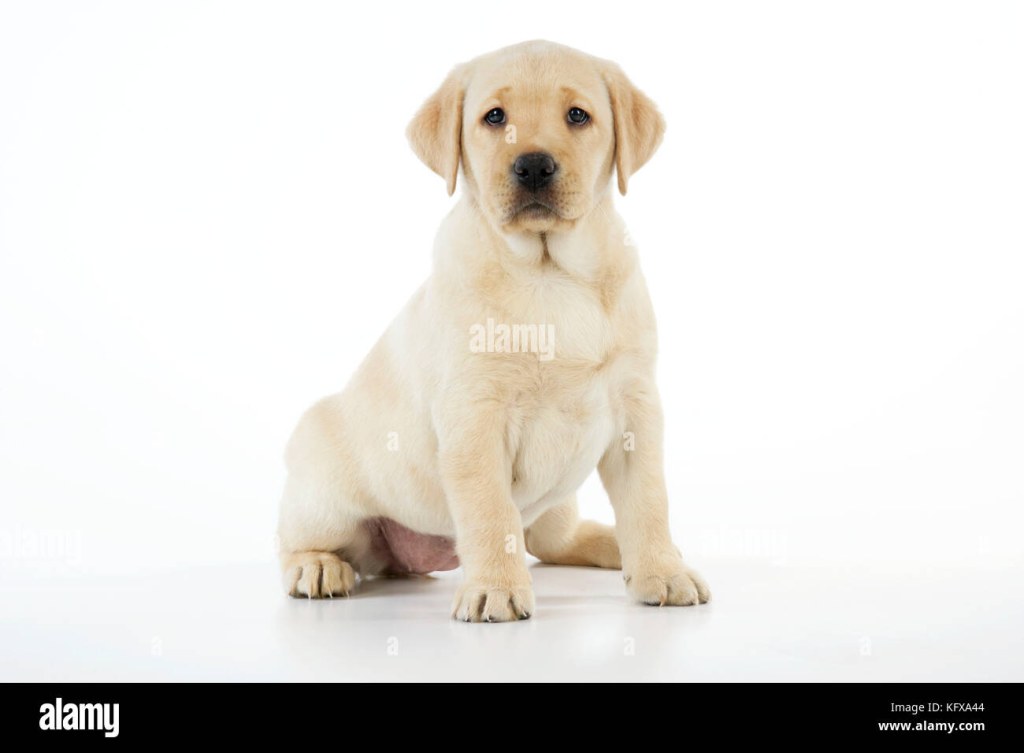 Picture of: Week old labrador puppy -Fotos und -Bildmaterial in hoher