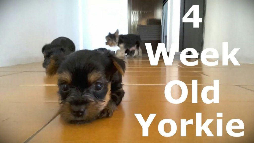 Picture of: Week Old Yorkie Puppies – YouTube