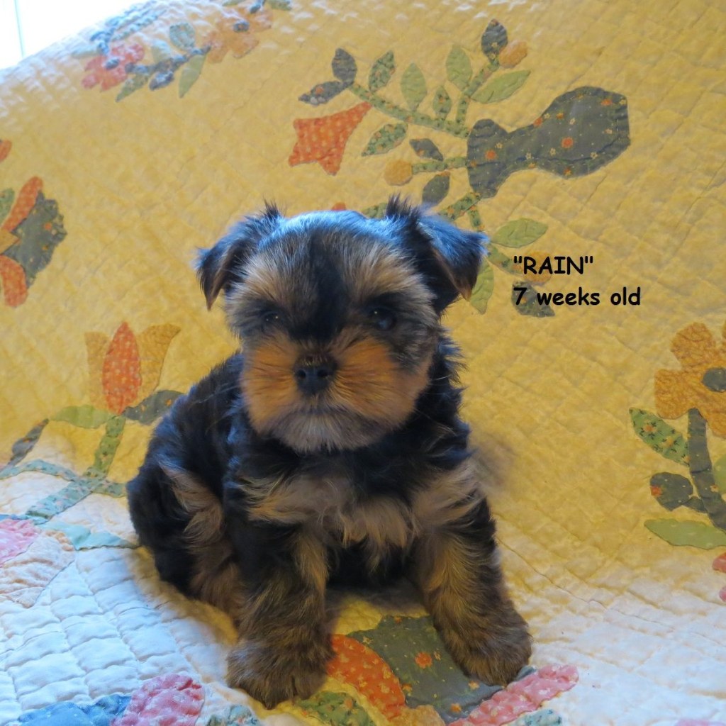 Picture of: week old Yorkie puppy  Cute animals, Yorkie puppy, Puppies
