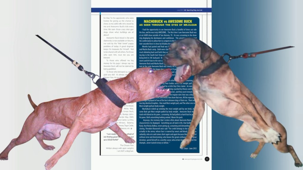 Picture of: Weight Pull  Awesome Buck & Machobuck  Sporting Dog Journal