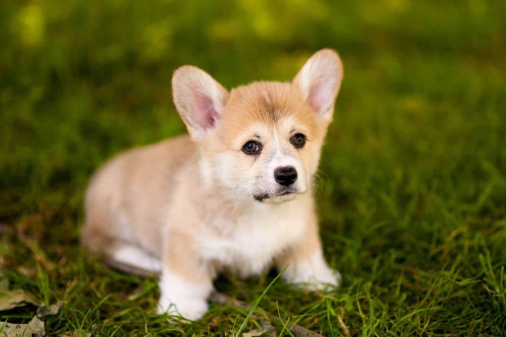 Picture of: What is a Mini Corgi? The Facts and Fiction of This Tiny Breed