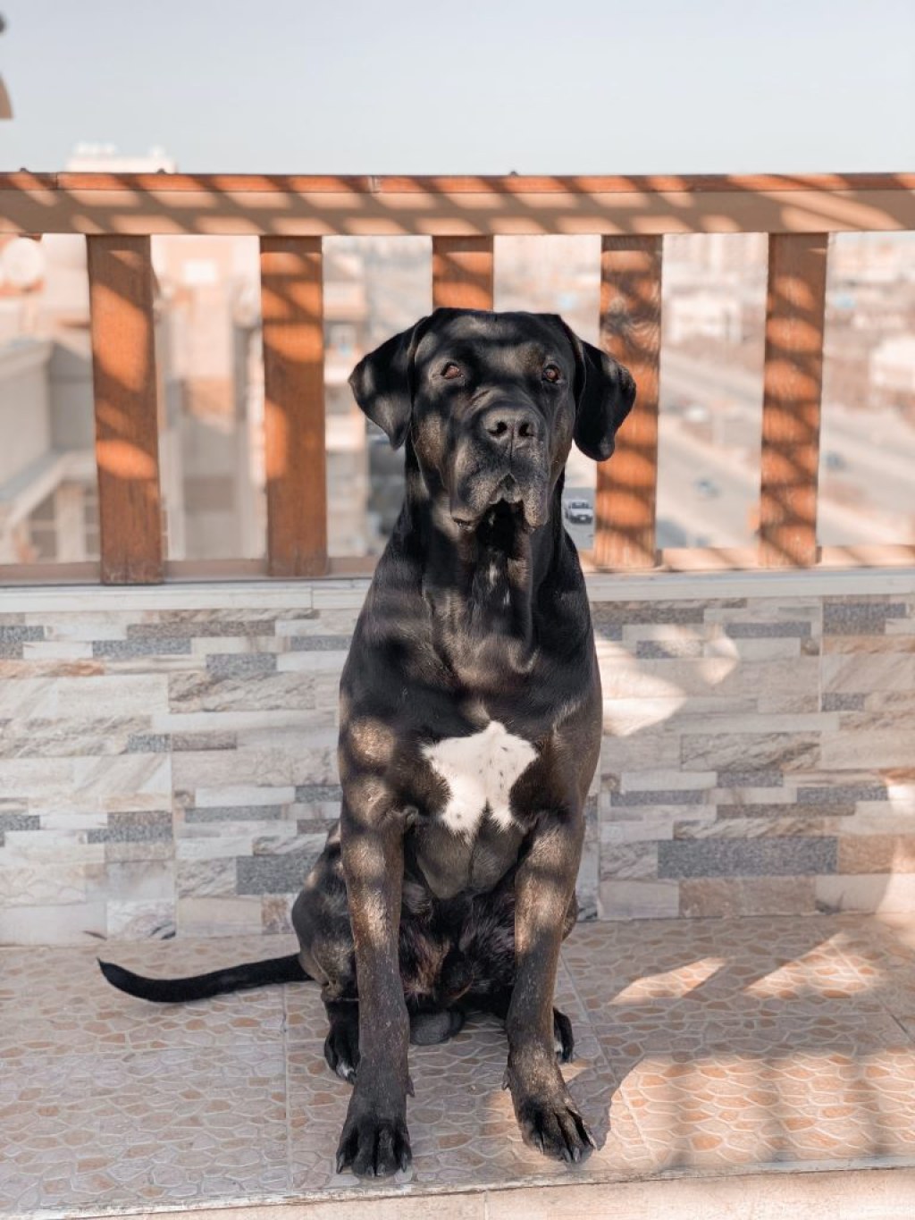 Picture of: What Is the Lab Cane Corso Mix? – Labrottie