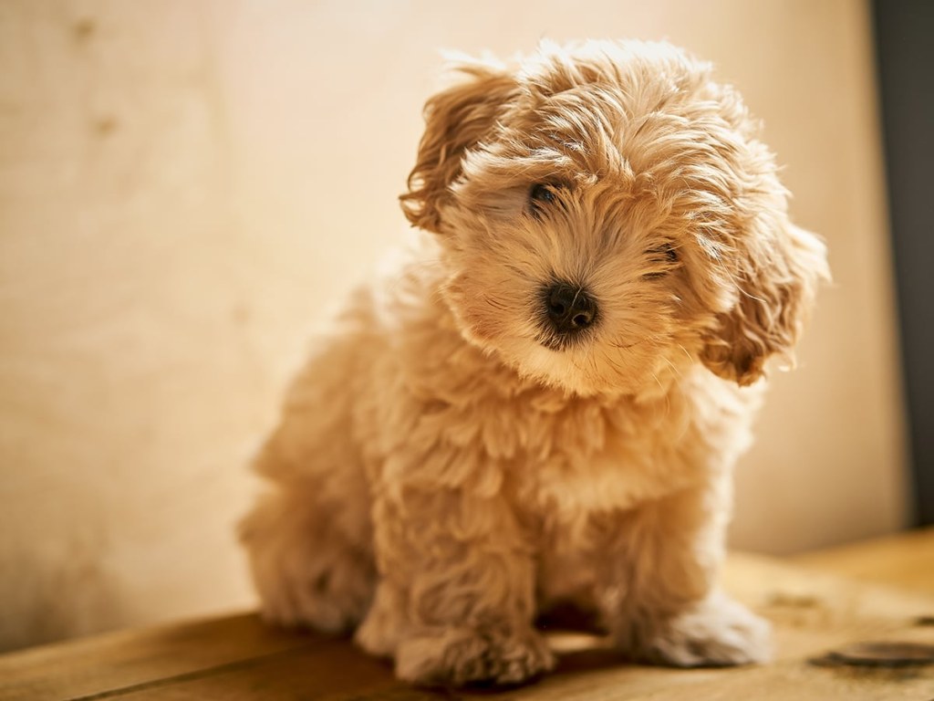 Picture of: What’s the Price Of A Maltipoo in ?  Spot