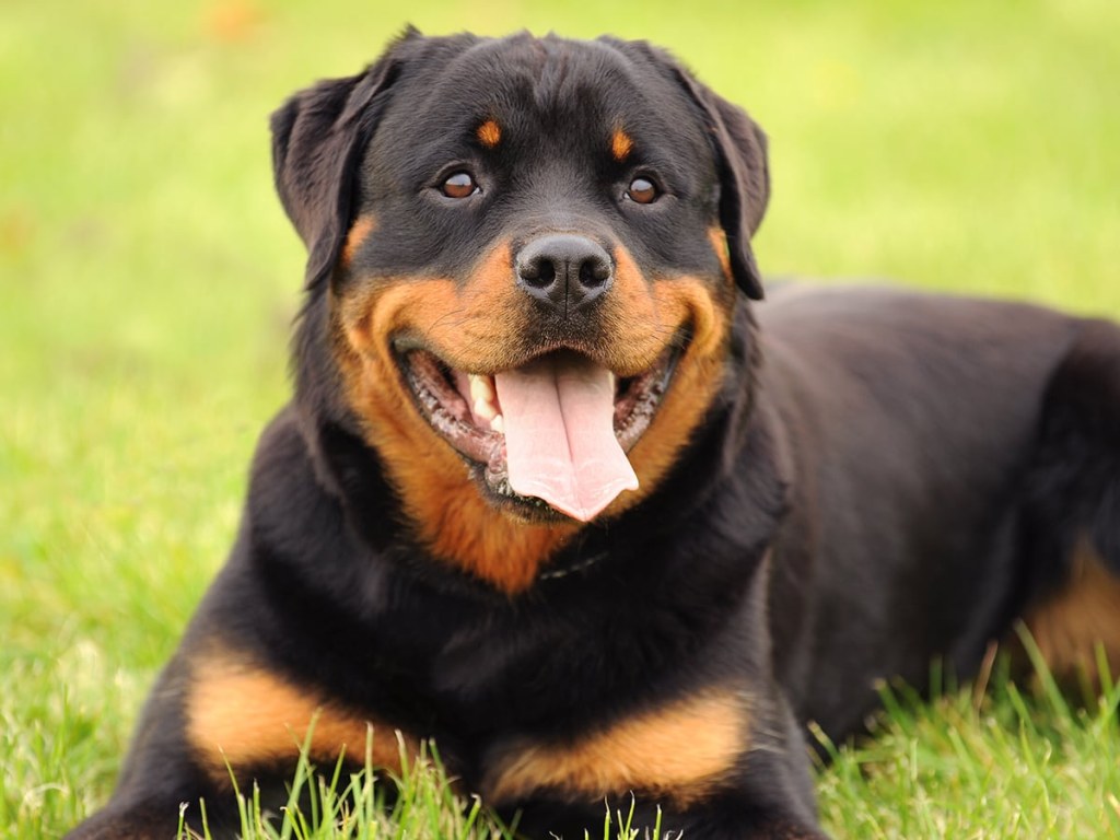 Picture of: What’s the Price of a Rottweiler in ?  Spot