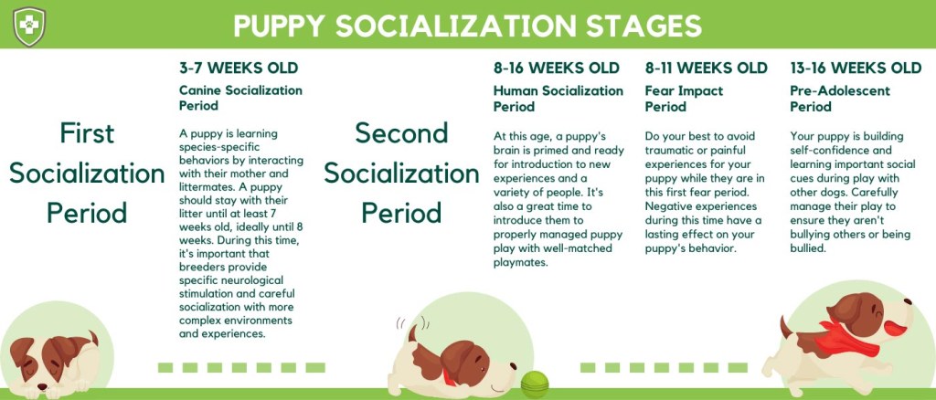 Picture of: When and How to Start Socializing Your Puppy  Preventive Vet