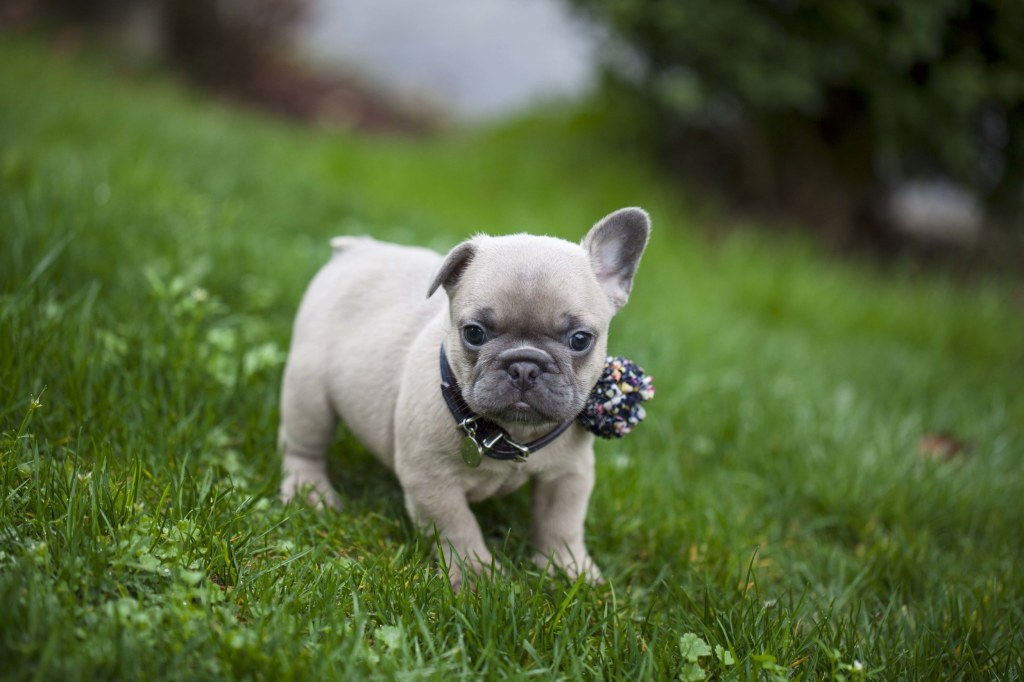 Picture of: When Will my French Bulldog’s Ears Stand Up?  NW Frenchies French