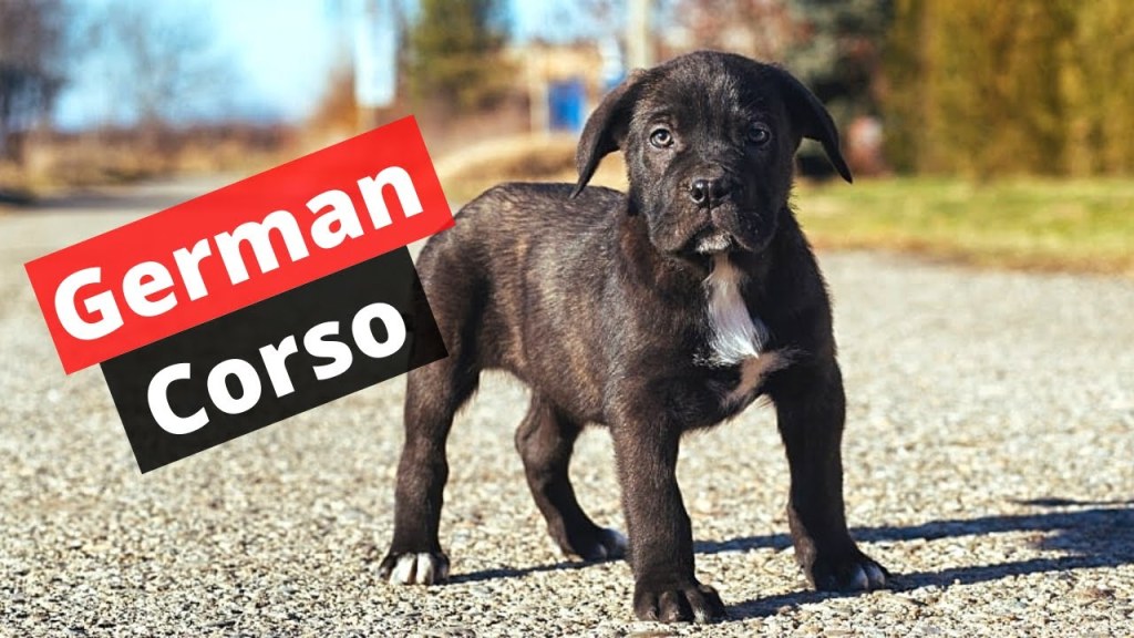 Picture of: Who’s a German Corso? Mix Breed of Cane Corso and German Shepherd