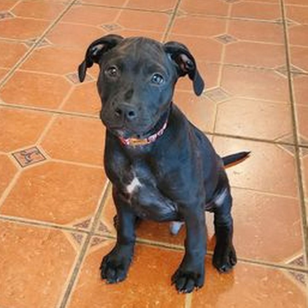 Picture of: Woman ‘tricked into adopting Pitbull’ wants to rehome puppy after