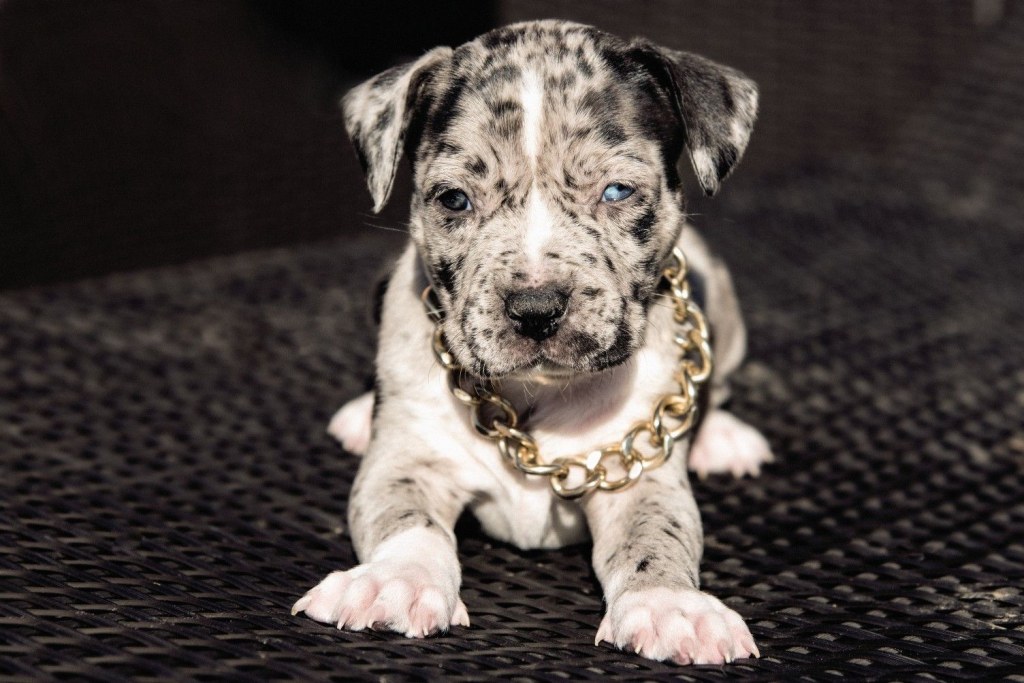 Picture of: XXL American Bully -XXL Luxor Bullys merle puppy  American bully