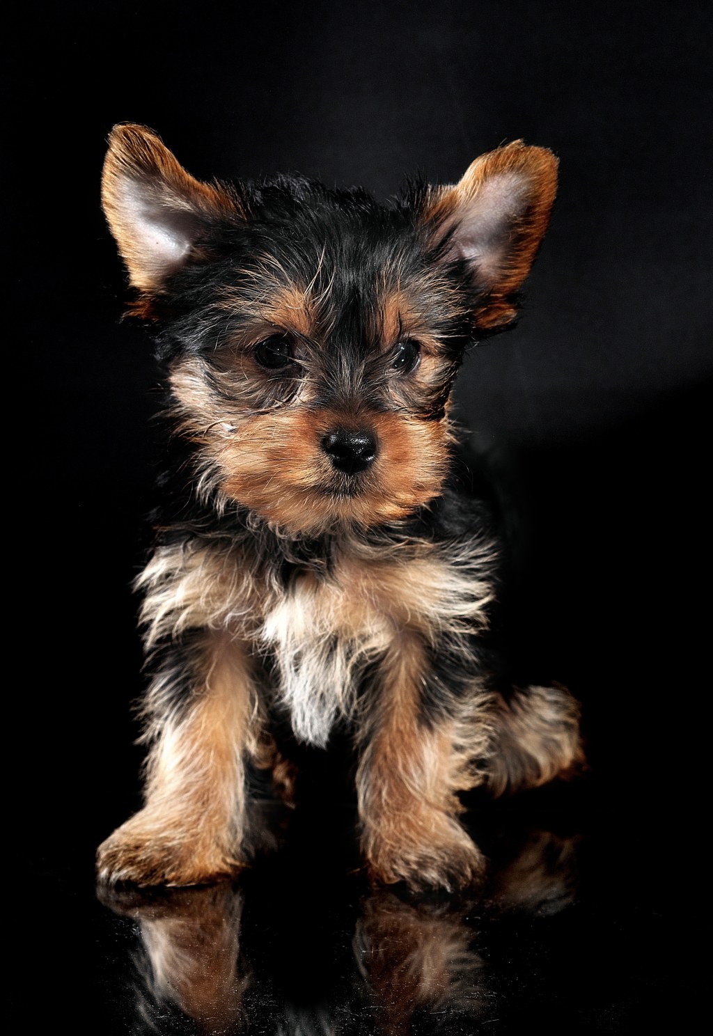 Picture of: Yorkshire Terrier Puppy · Free Stock Photo